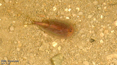 Triops granarius