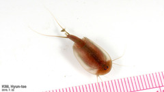 Triops granarius