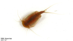 Triops granarius