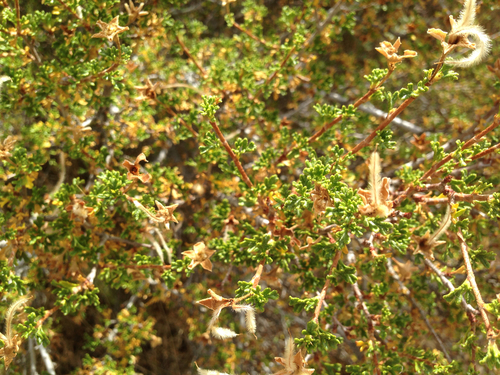 Stansbury's Cliffrose