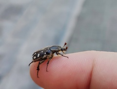 Heterocnemis graeca