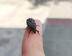 Heterocnemis graeca