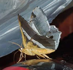 Chiasmia nora
