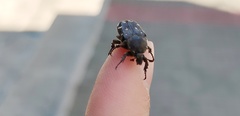 Heterocnemis graeca