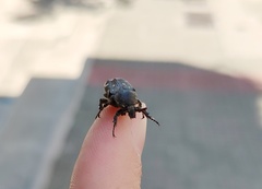 Heterocnemis graeca