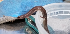 Batrachoseps attenuatus