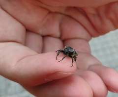Heterocnemis graeca