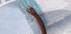Batrachoseps attenuatus