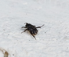 Heterocnemis graeca