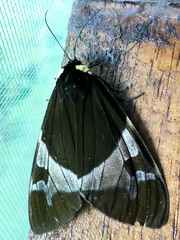 Dysschema marginalis