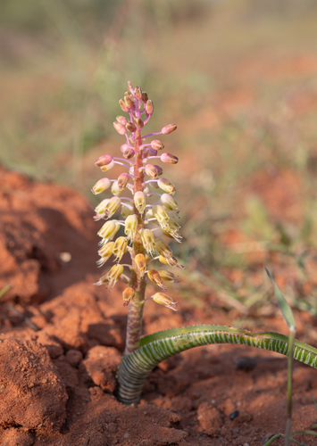 Lachenalia anguinea