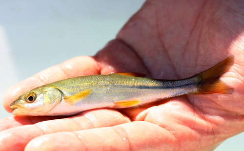 Mylopharodon conocephalus