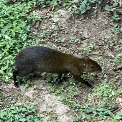 Dasyprocta variegata