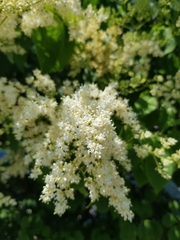 Syringa reticulata