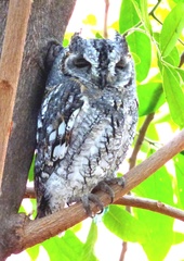 Otus senegalensis