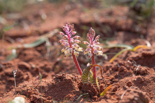 Lachenalia anguinea