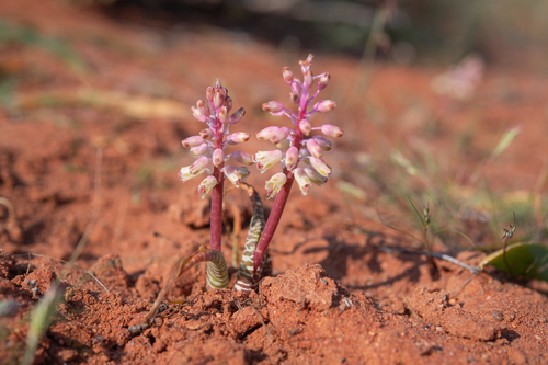 Lachenalia anguinea