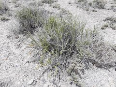 Tetradymia spinosa