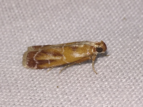 Rusty Pine Cone Moth photo 2
