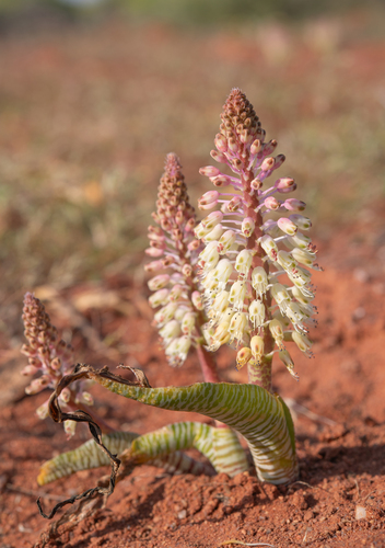 Lachenalia anguinea