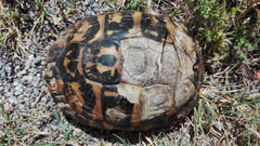 Testudo hermanni hermanni