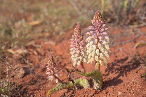 Lachenalia anguinea
