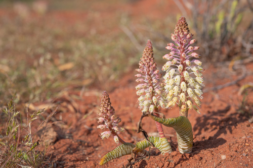 Lachenalia anguinea