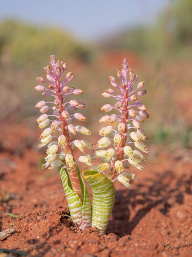 Lachenalia anguinea
