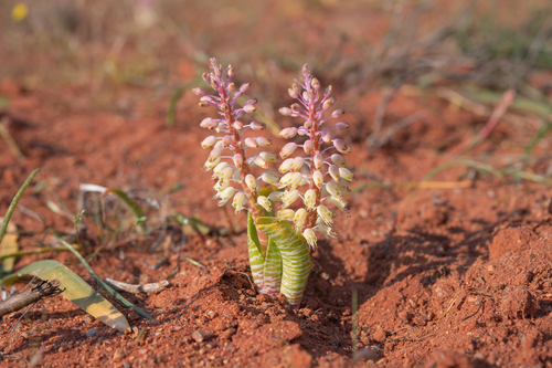 Lachenalia anguinea