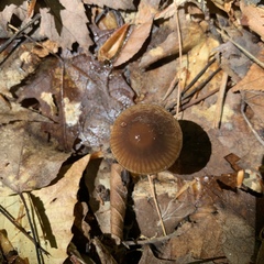 Gliophorus perplexus