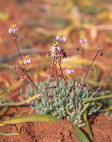 Kewa salsoloides (Kewa salsoloides)