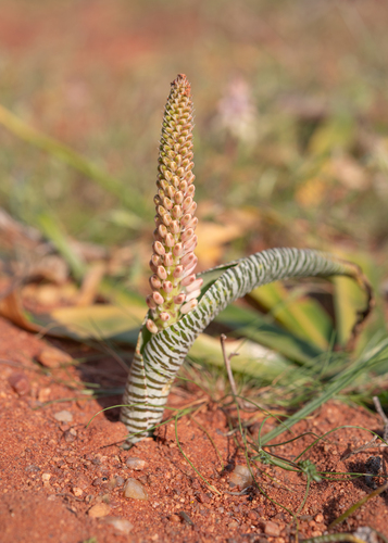Lachenalia anguinea