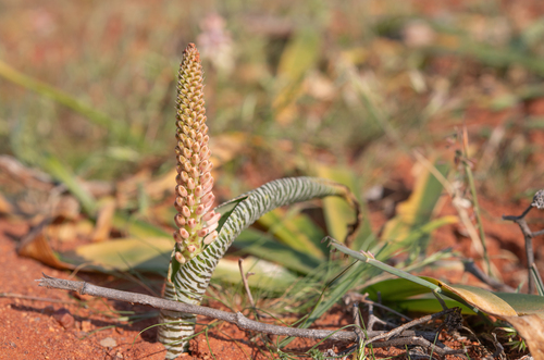 Lachenalia anguinea