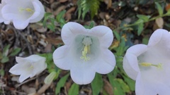 Campanula medium