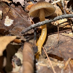 Gliophorus perplexus
