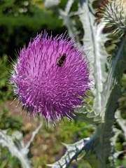 Pseudoanthidium nanum