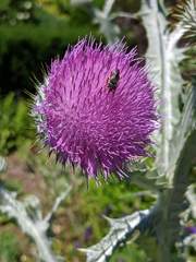 Pseudoanthidium nanum