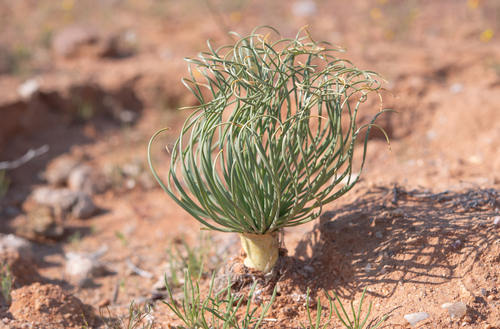 Gethyllis grandiflora