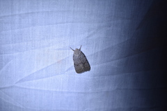 Caradrina aspersa