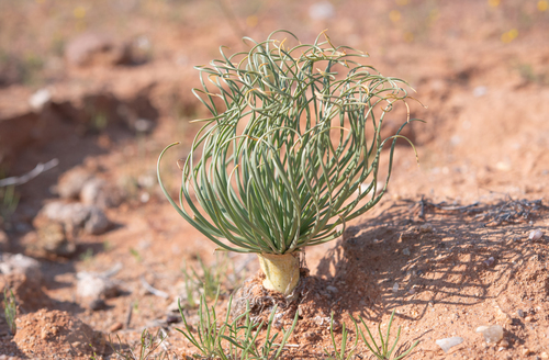 Gethyllis grandiflora