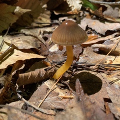 Gliophorus perplexus