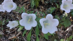 Campanula medium