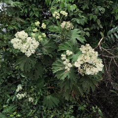 Begonia parviflora
