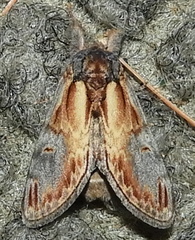 Notodonta scitipennis