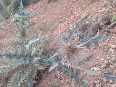 Cirsium arizonicum