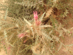 Cirsium arizonicum