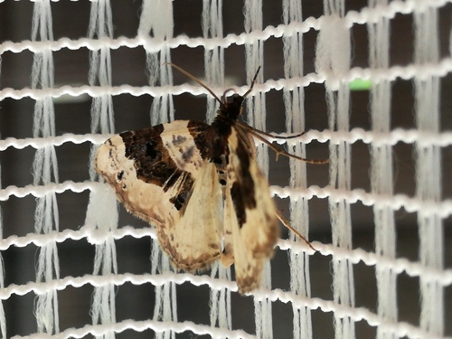 piadivka očkatá (Cosmorhoe ocellata)