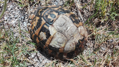 Testudo hermanni hermanni