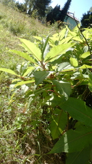 Koenigia polystachya