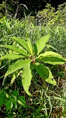 Koenigia polystachya